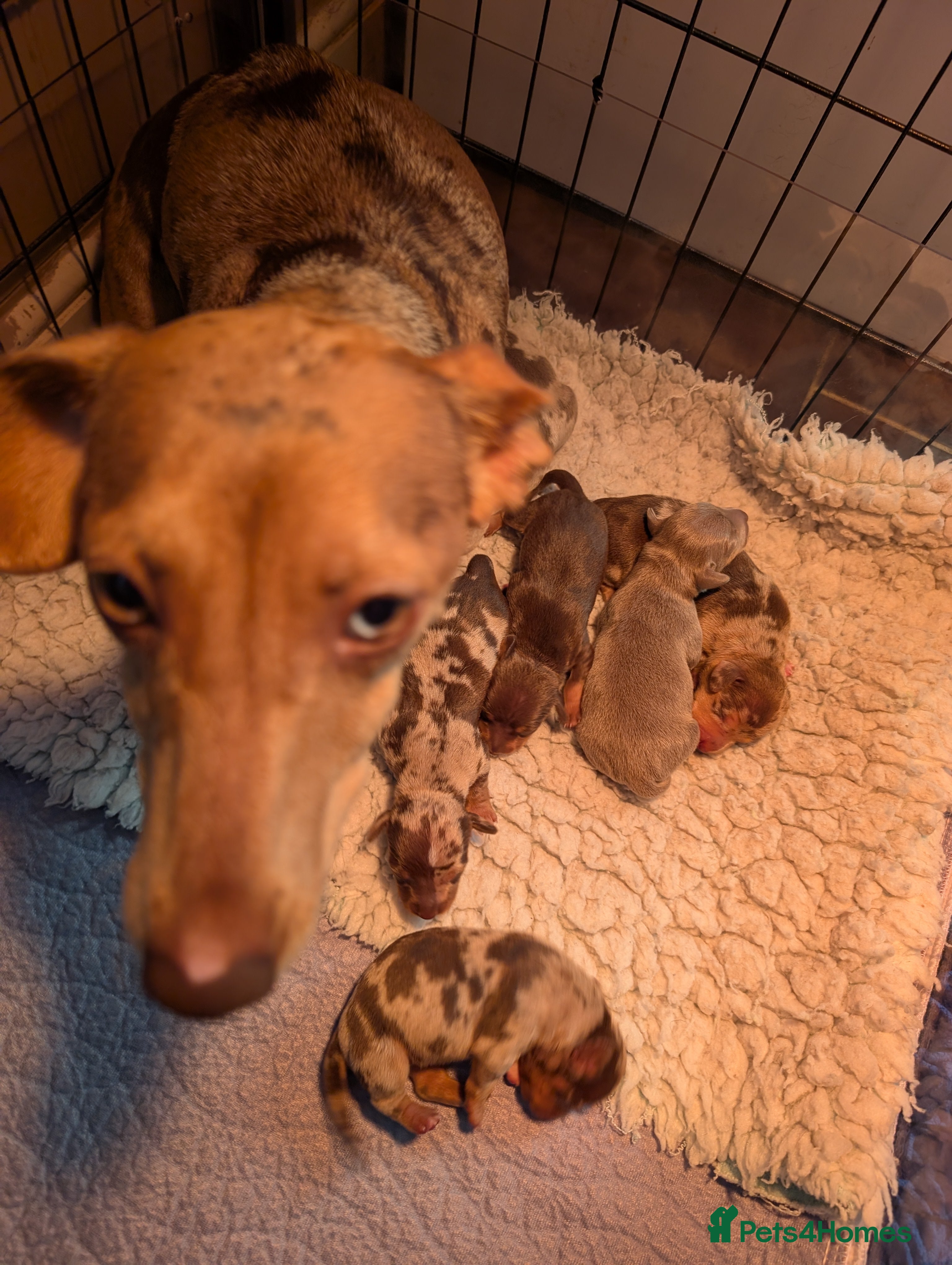 Mixed Breed dogs 3/4 Mini Dachshund 1/4 Jack Russell - Advert 15