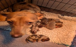 Mixed Breed dogs for sale: 3/4 Mini Dachshund 1/4 Jack Russell - Advert 15