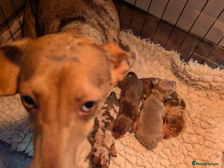 Mixed Breed dogs 3/4 Mini Dachshund 1/4 Jack Russell - Advert 14