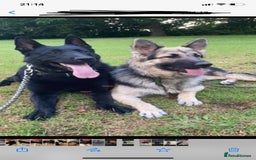 German Shepherd dogs for sale: German Shepard Puppies - Image 13