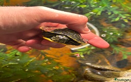 Turtle reptiles for sale: Red belly cooter  - Image 2