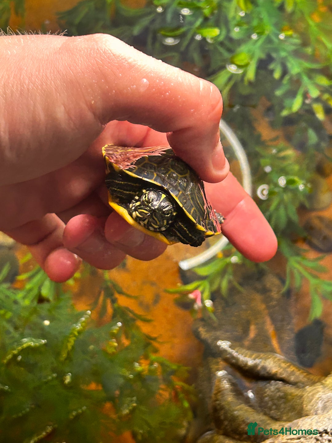 Turtle reptiles for sale: Red belly cooter  - Image 2