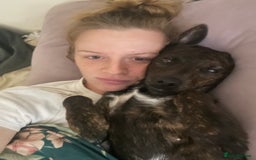 Mixed Breed dogs for sale: Heartfelt advert for 2yr old whippet x patterdale - Advert 2