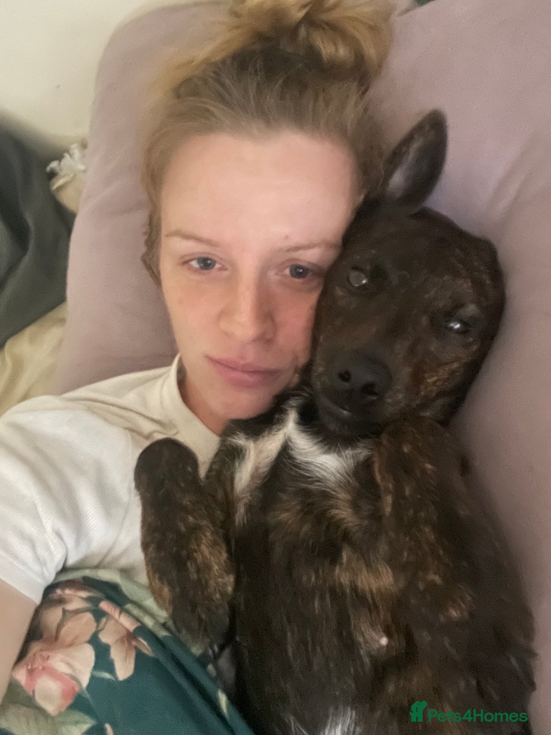 Mixed Breed dogs for sale: Heartfelt advert for 2yr old whippet x patterdale - Advert 2