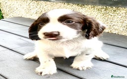 Cocker Spaniel dogs for sale: Working Cocker Spaniels. - Image 6