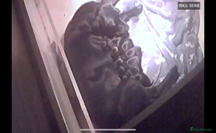 Labrador Retriever dogs Gorgeous Black Labrador Puppies  - Advert 1