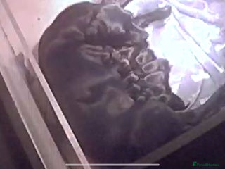 Labrador Retriever dogs Gorgeous Black Labrador Puppies - Advert 1