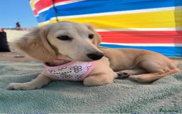 Miniature Dachshund dogs for sale: 2 male long-haired cream miniature dachshunds🩵 - Image 16