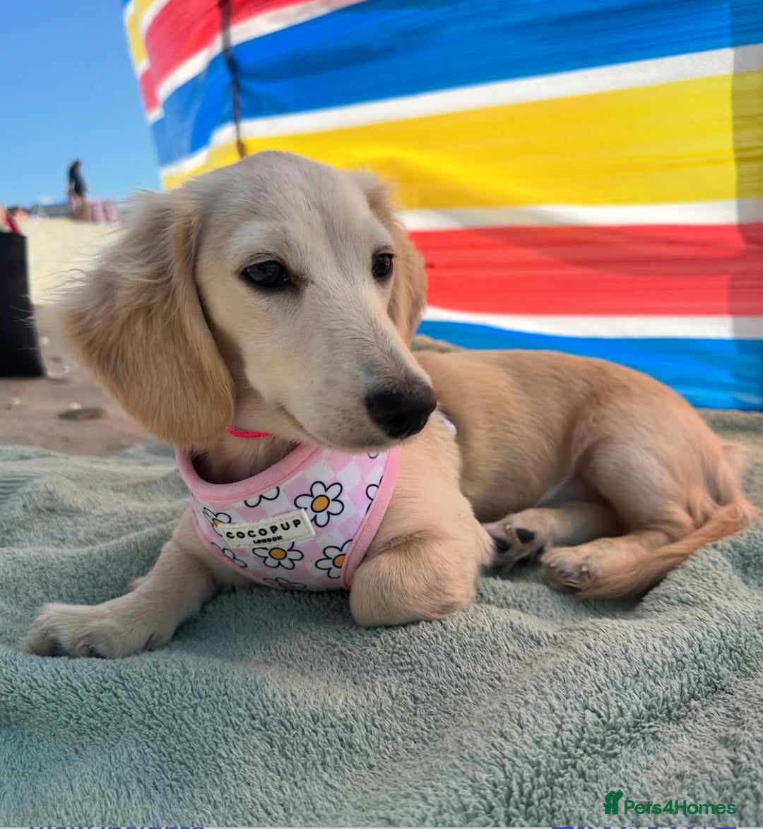 Miniature Dachshund dogs for sale: 2 male long-haired cream miniature dachshunds🩵 - Image 16
