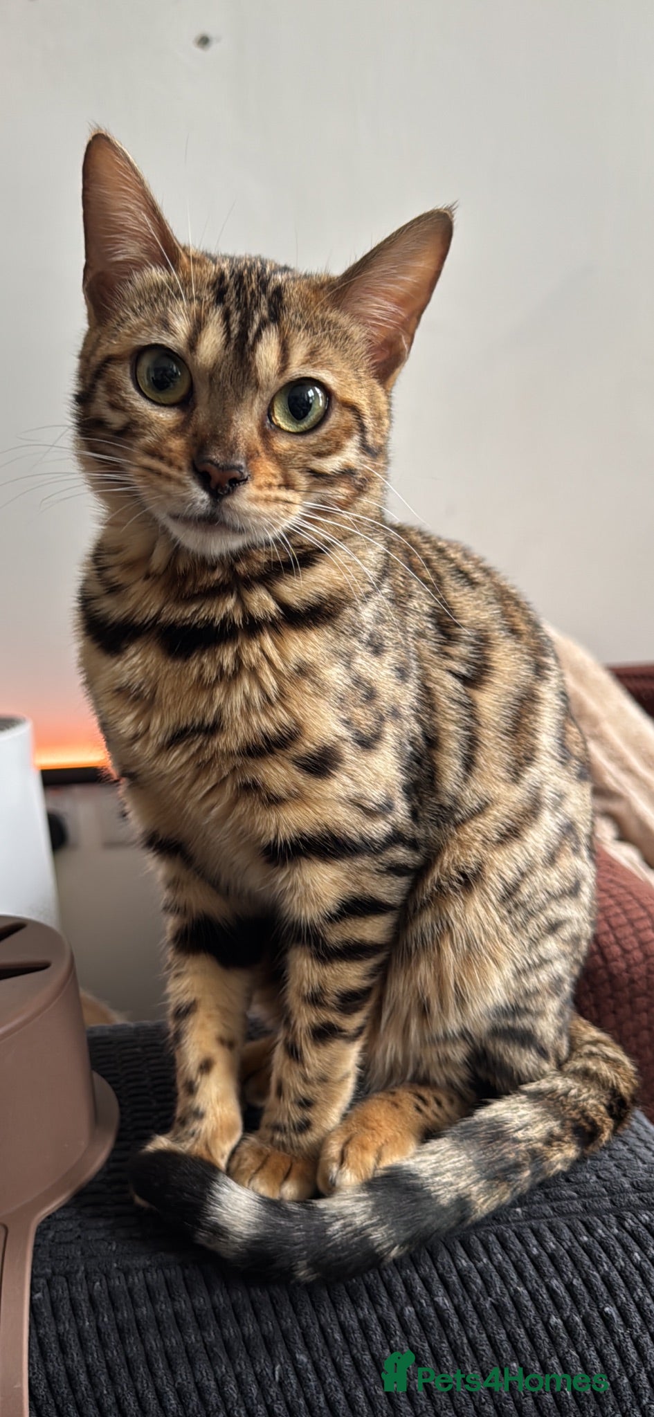 Bengal cats Beautiful Bengal Female Kittens – TICA Mum - Advert 1