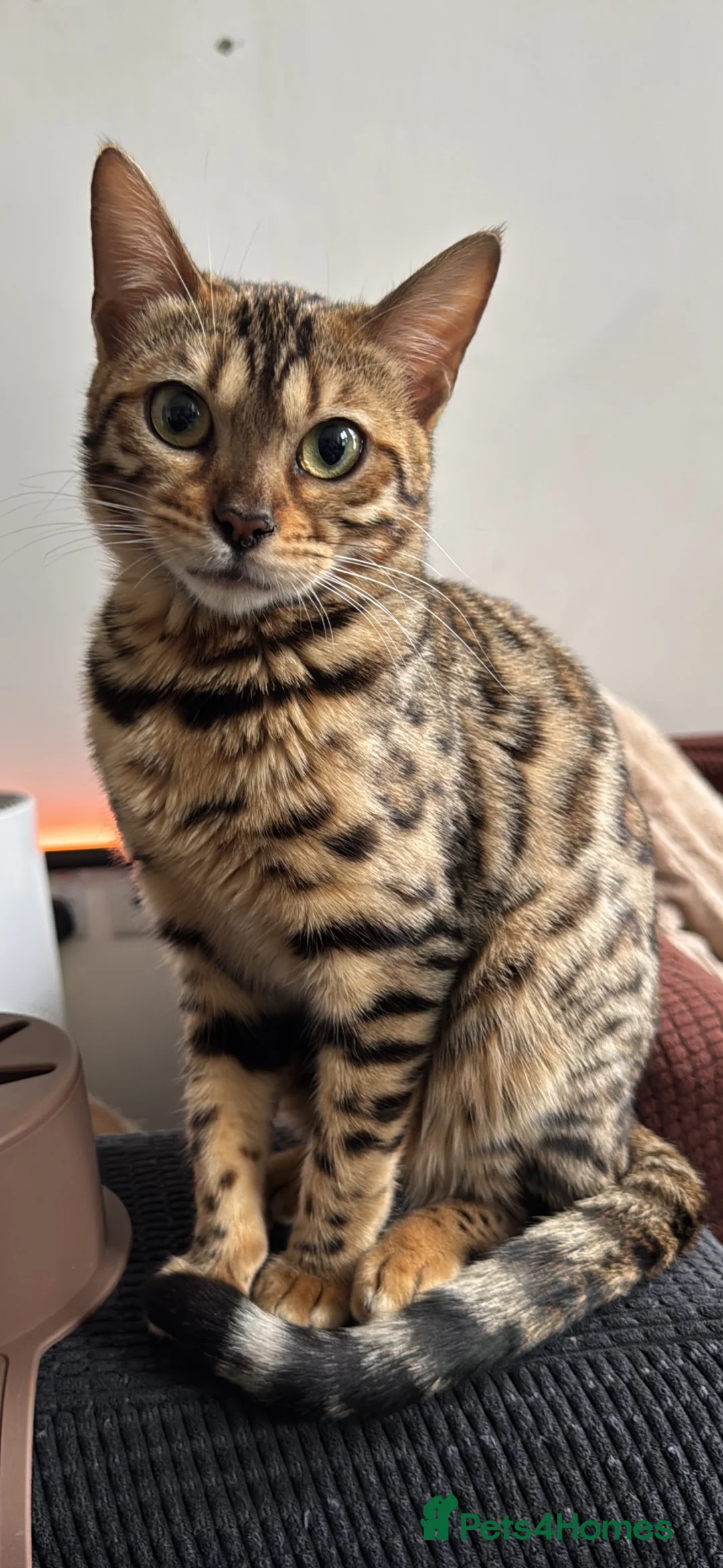 Bengal cats for sale: Beautiful Bengal Female Kittens – TICA Mum - Advert 1