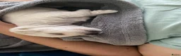 Mixed Breed dogs for sale: Lovely West Highland Doxie Puppies  in Epsom - Advert 8