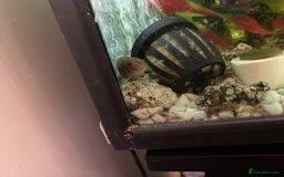 Corys fish for sale: 70L tank with fish - Image 2
