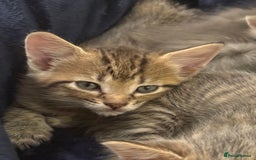 Domestic Shorthair cats for sale: Adorable, playful kitties ready for their homes - Image 14