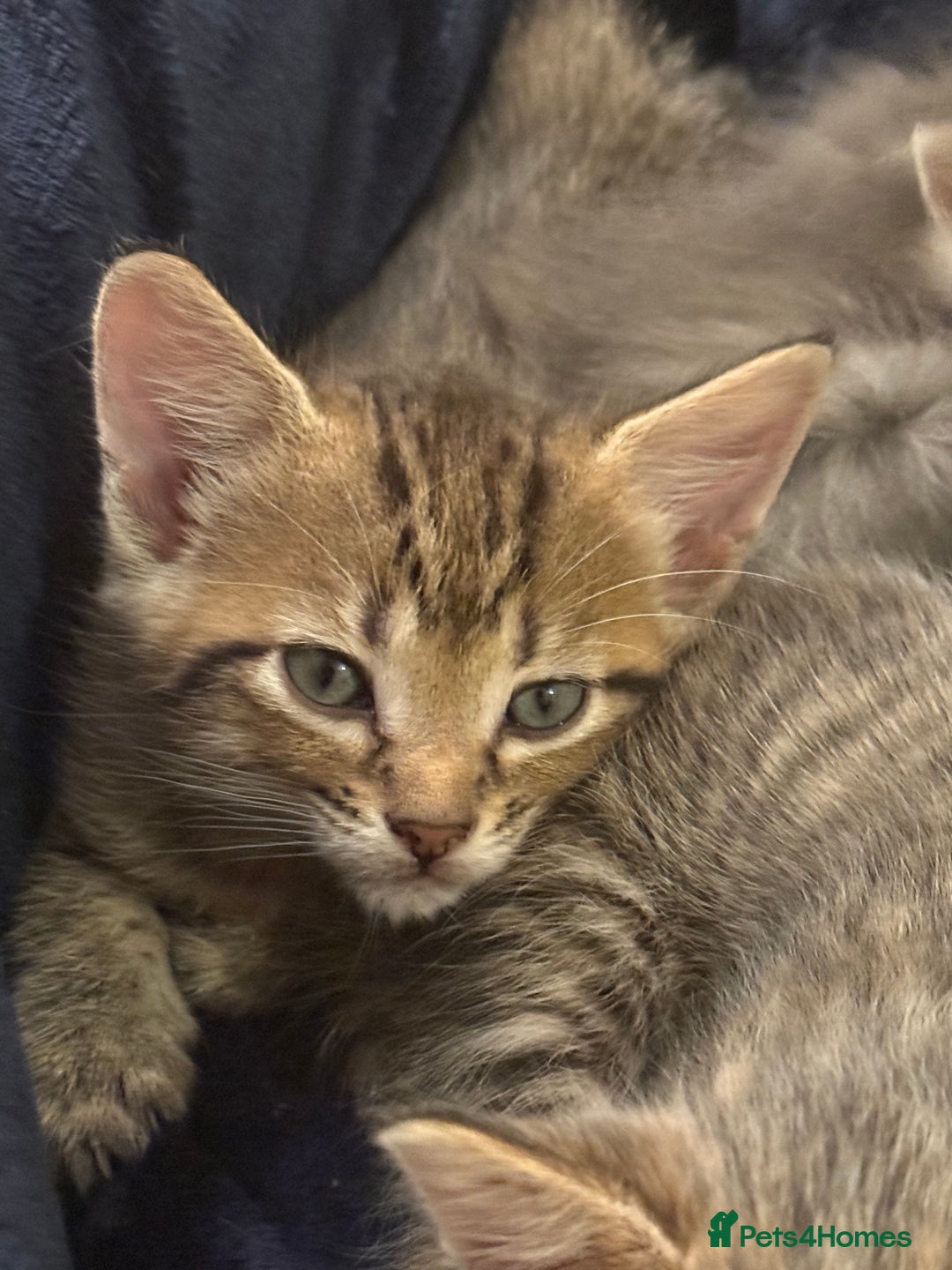 Domestic Shorthair cats for sale: Adorable, playful kitties ready for their homes - Image 14