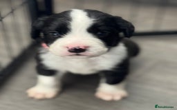 Mixed Breed dogs for sale: American bulldog (not bully) x cocker spaniel  - Image 1