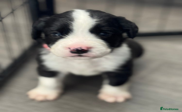 Mixed Breed dogs - Advert 1