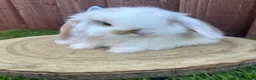 Mini Lop rabbits for sale: Beautiful purebred mini lops ready to reserve  - Advert 9