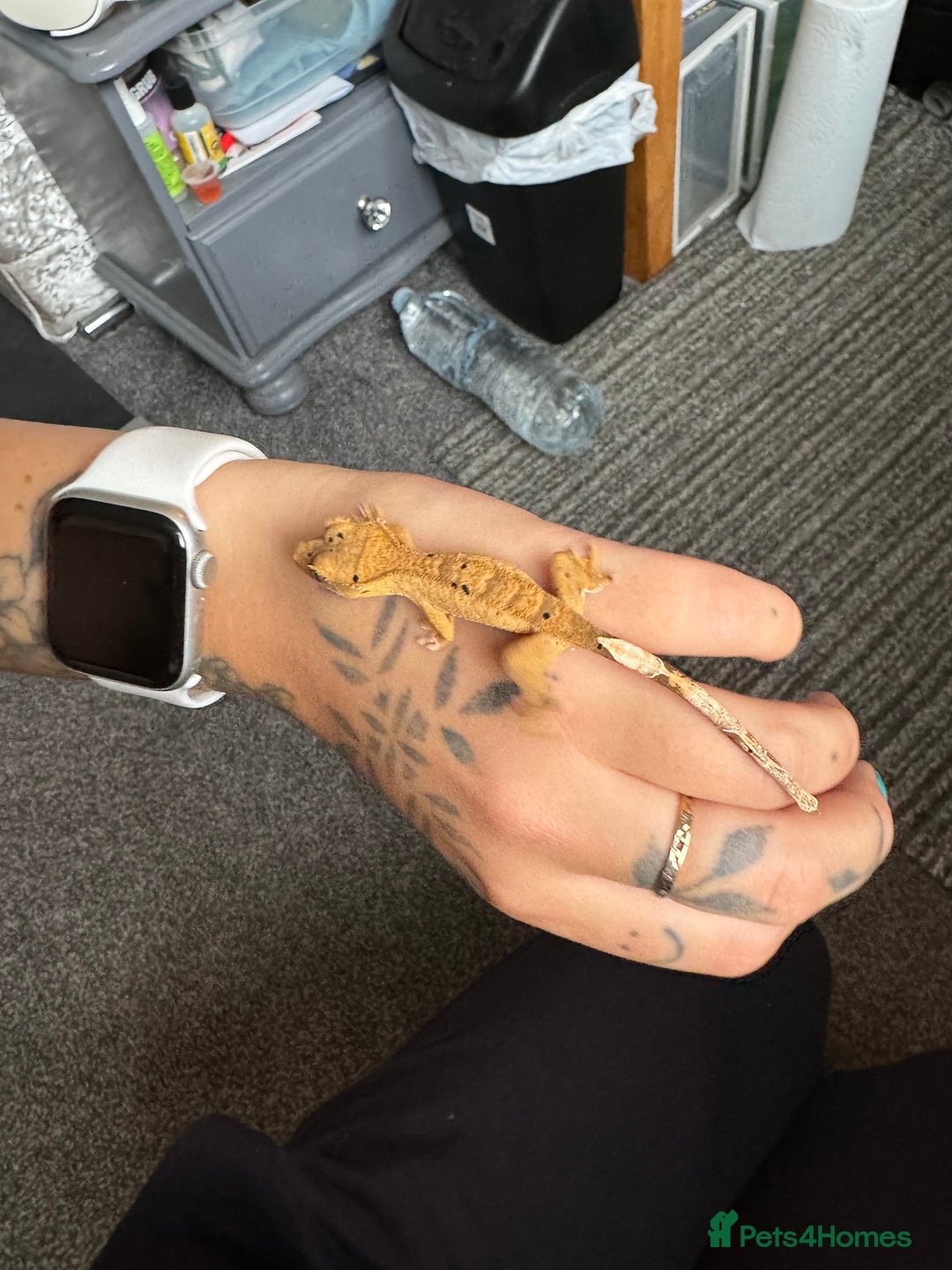 Gecko reptiles for sale: Multiple baby crested geckos  in Norwich - Image 4