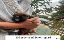Boxer dogs for sale: Bunch of Boxer Babies - Image 10