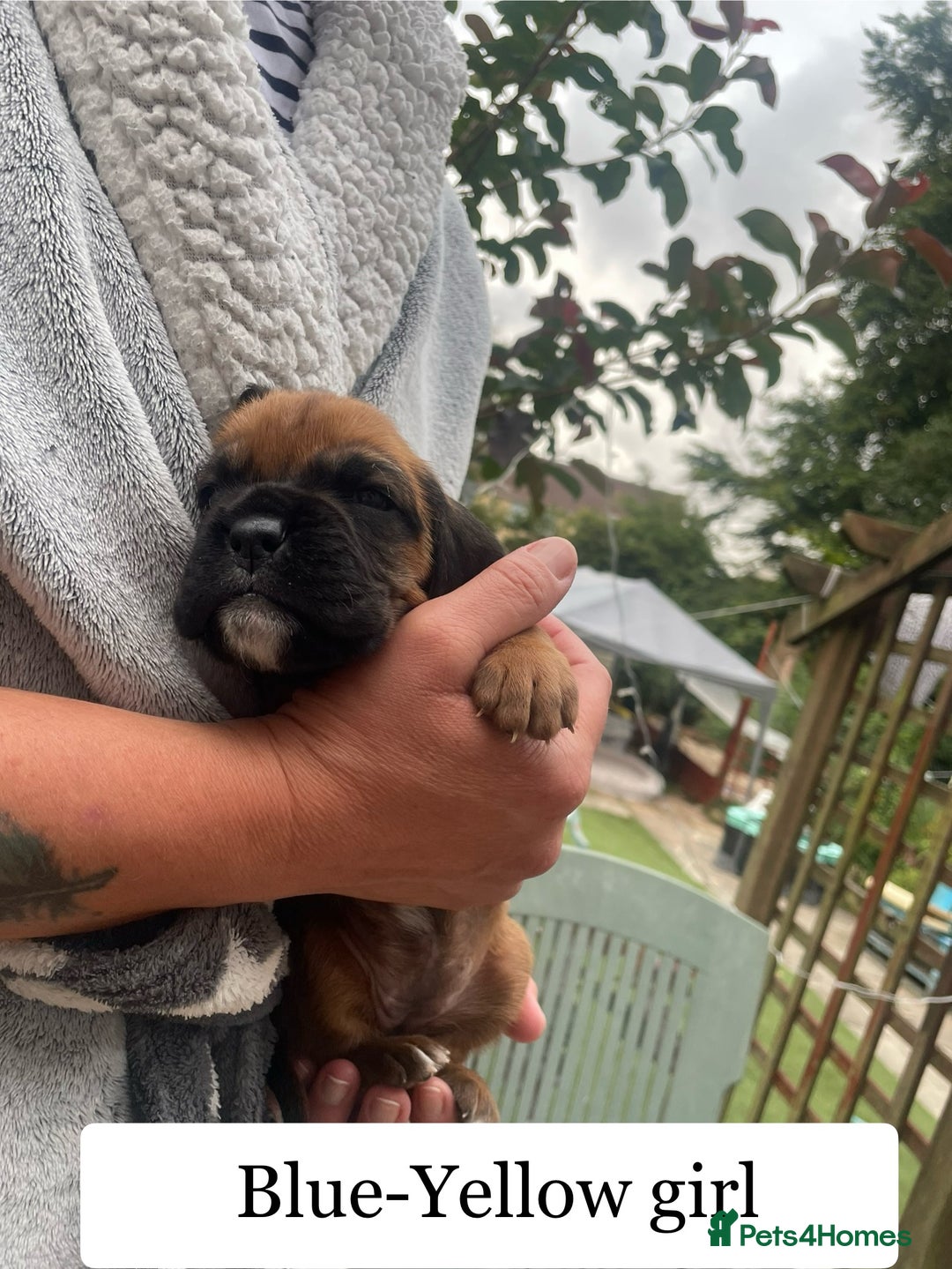Boxer dogs for sale: Bunch of Boxer Babies - Image 10