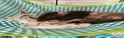 Rat rodents for sale: Two female rats in Wolverhampton - Advert 3
