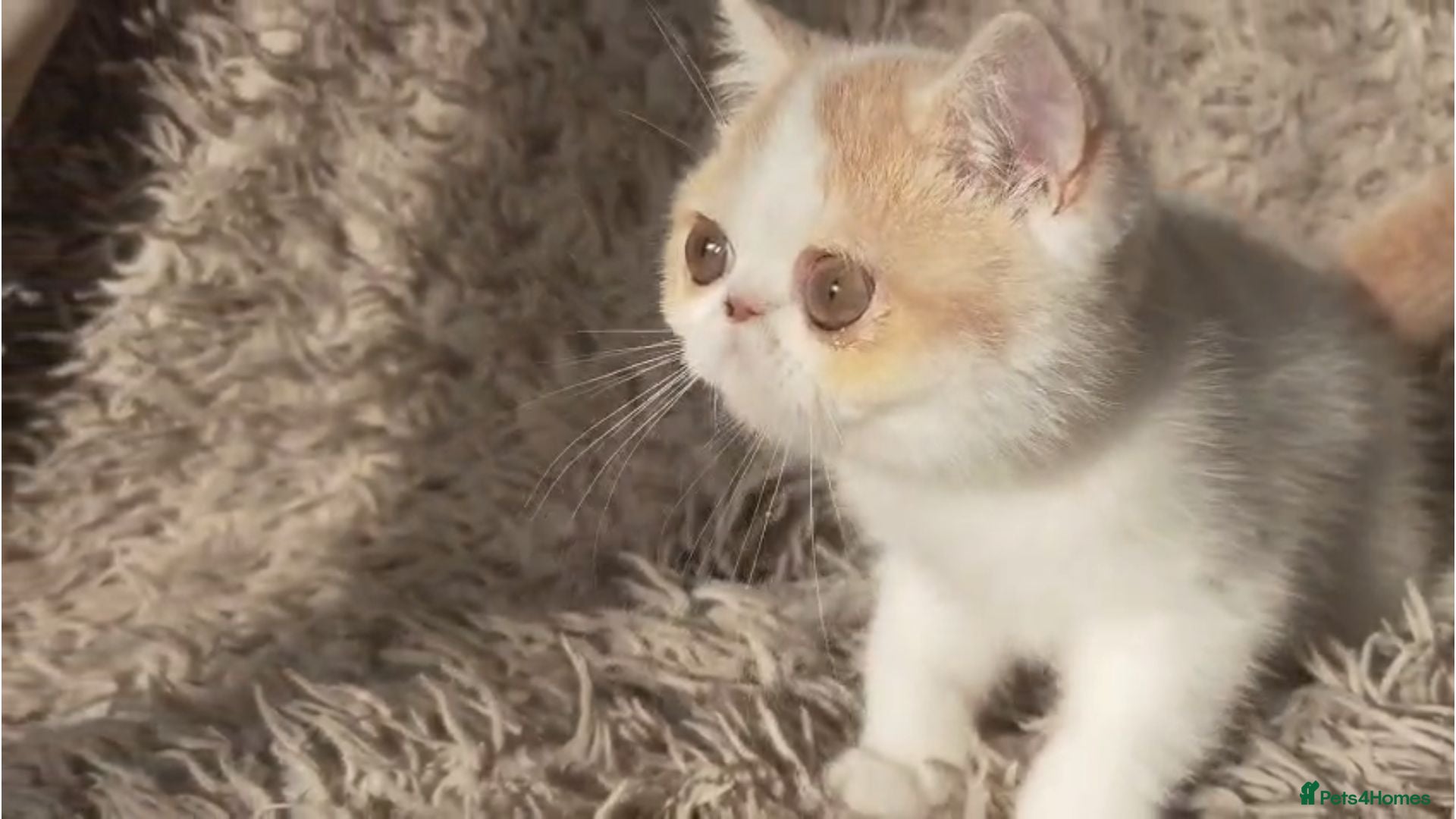 Persian cats Persian Kittens - Advert 1