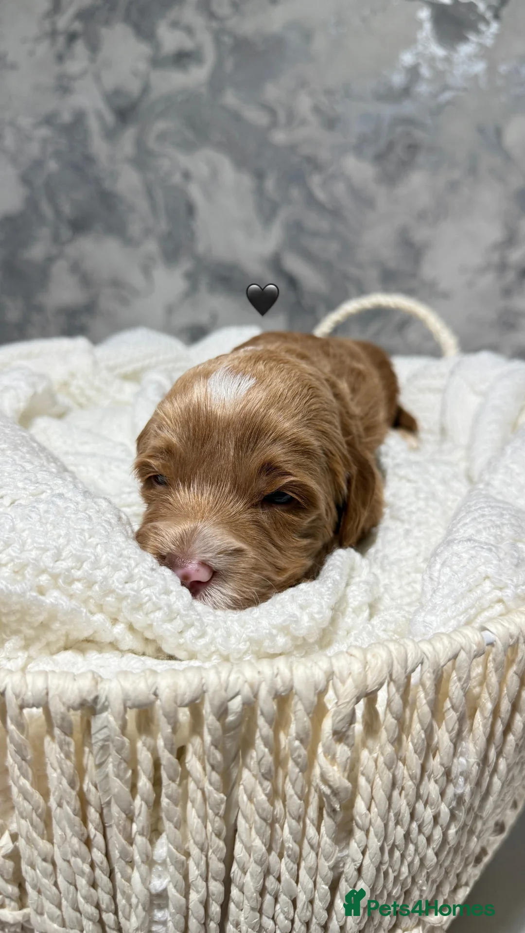 Australian Labradoodle dogs for sale: 7 MULTIGEN Australian Labradoodles Pups 🐶🧸  - Advert 25
