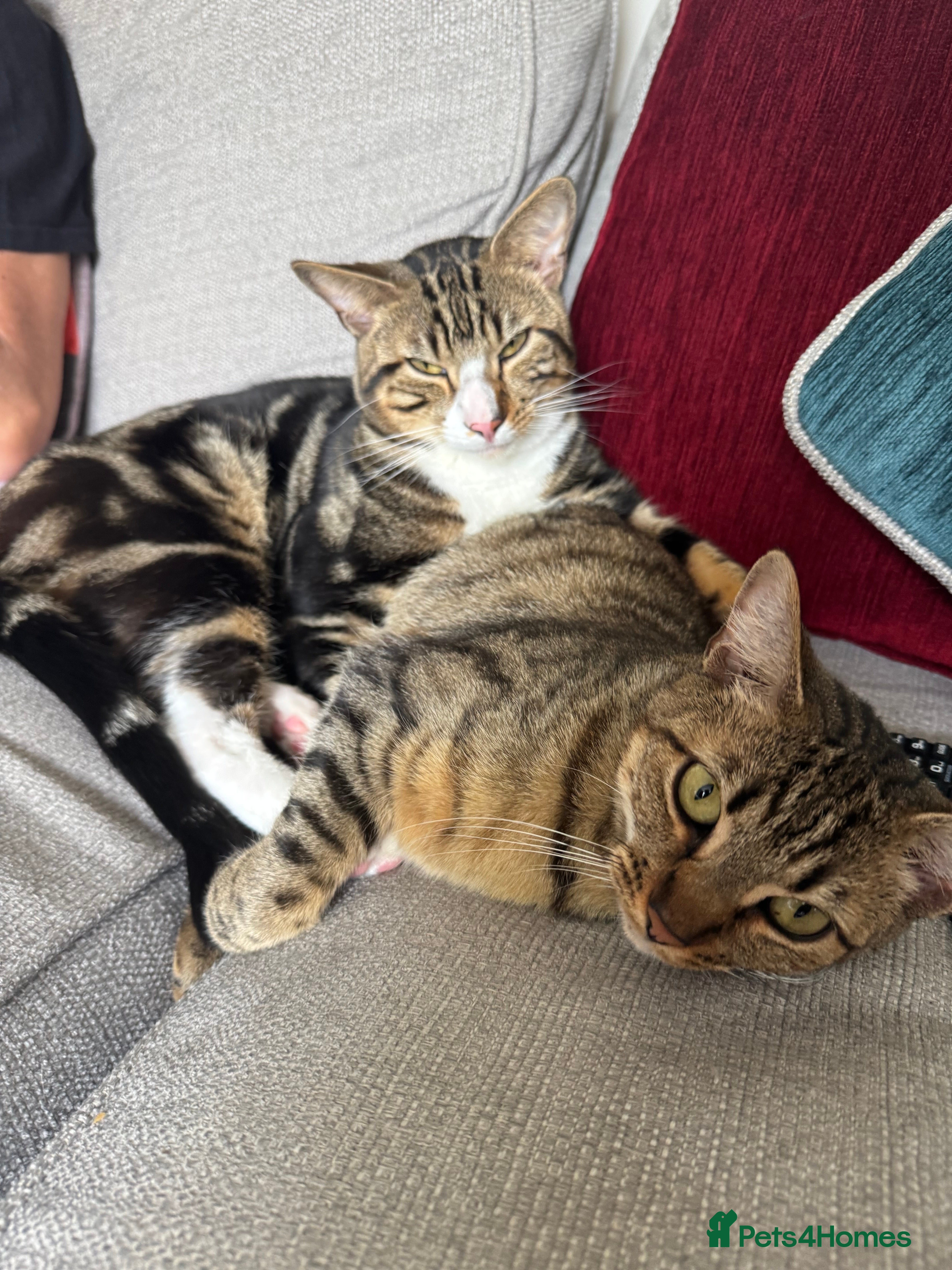 British Shorthair cats 1x British Shorthair| 2x Bengal Cats  - Advert 2