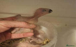 Parrots birds for sale: African grey parrot - Image 5