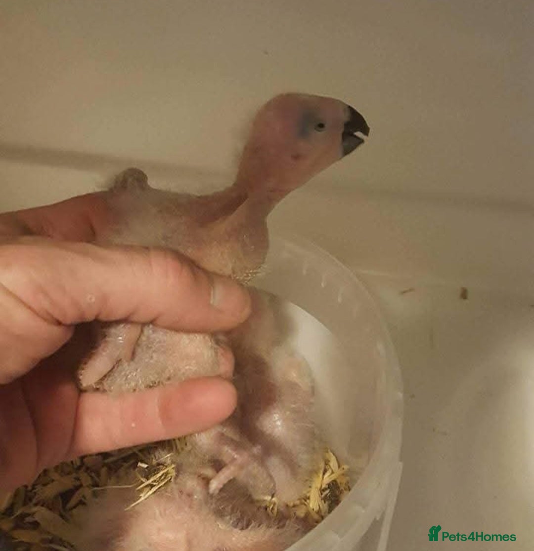 Parrots birds for sale: African grey parrot - Image 5