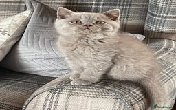 British Shorthair cats for sale: GCCF Reg. Blue and Lilac self boys.  - Image 11
