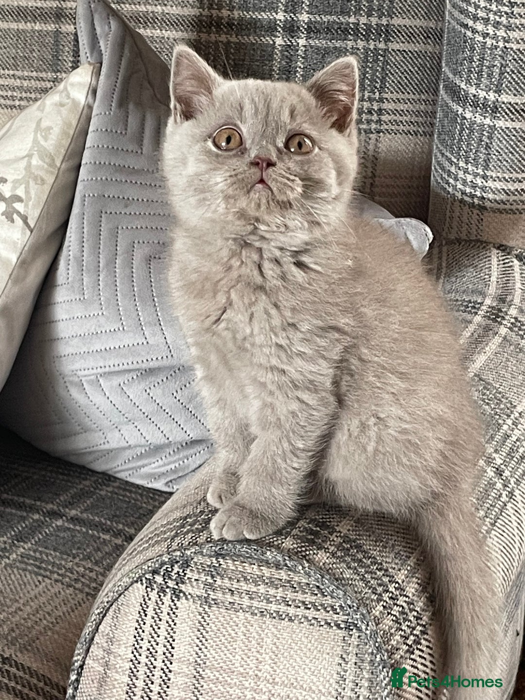 British Shorthair cats for sale: GCCF Reg. Blue and Lilac self boys.  - Image 11