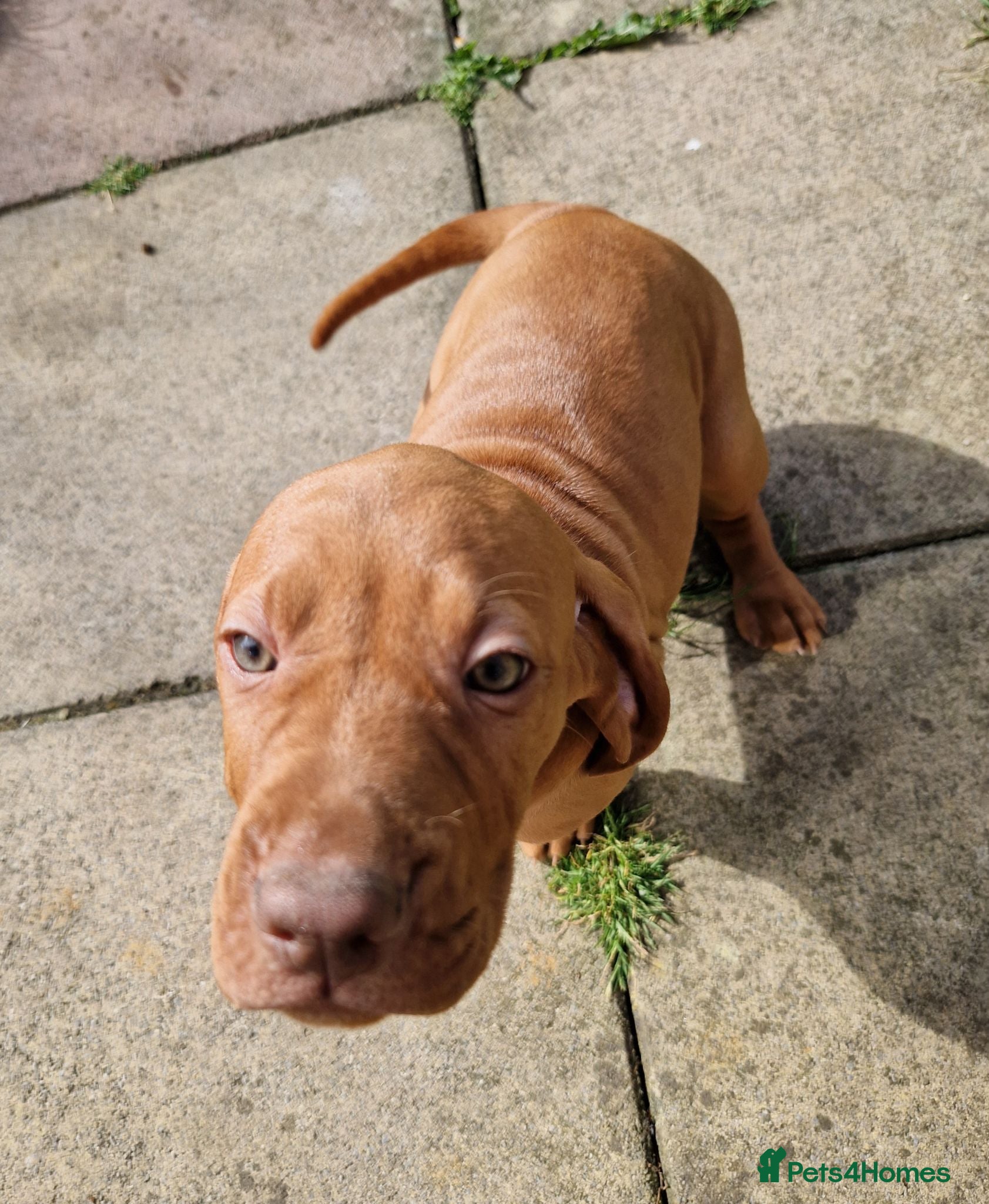 Hungarian Vizsla dogs READY TO LEAVE ,. 4 Beautiful girls left. - Advert 5