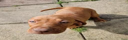 Hungarian Vizsla dogs for sale: READY TO LEAVE ,. 4 Beautiful girls left. - Advert 1