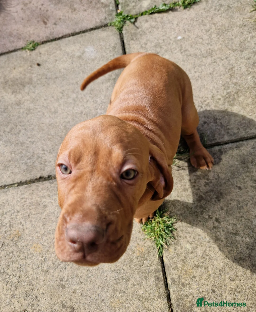 Hungarian Vizsla dogs for sale: READY TO LEAVE ,. 4 Beautiful girls left. - Advert 1
