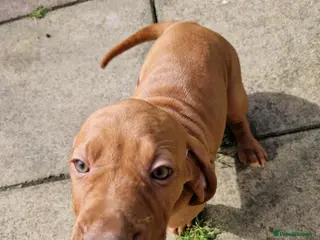 Hungarian Vizsla dogs READY TO LEAVE ,. 4 Beautiful girls left. - Advert 5
