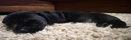 Mixed Breed dogs for sale: 5 week old Dachshund/ Springer Spaniel puppies - Advert 2