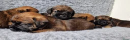 Border Terrier dogs for sale: KC Show Quality Pups - Advert 16