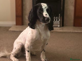 Cocker Spaniel dogs - Advert 30