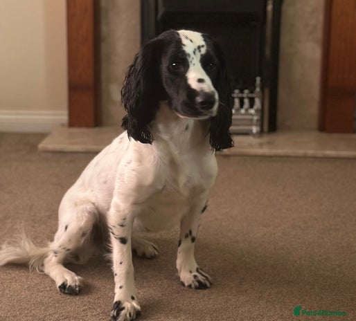 Cocker Spaniel dogs - Advert 9