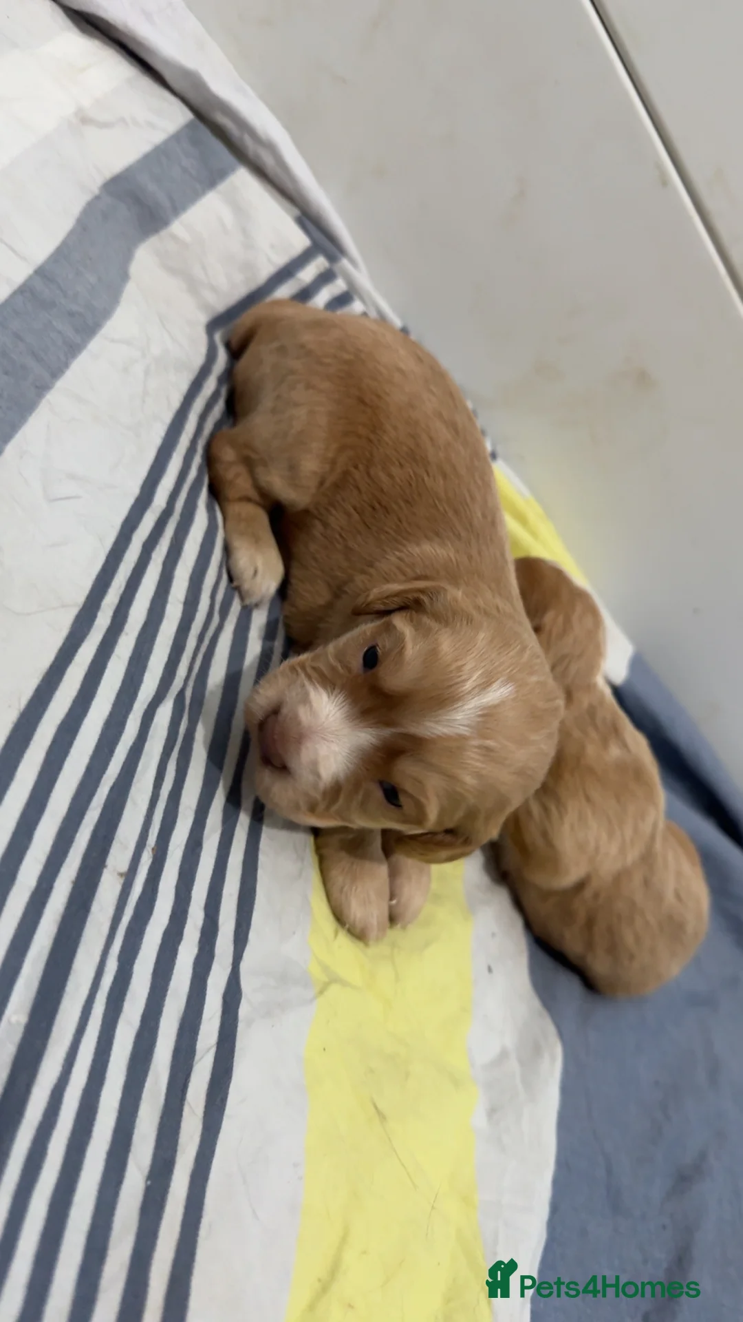 Cocker Spaniel dogs for sale: 1 cocker spaniel girl  left available  - Advert 3