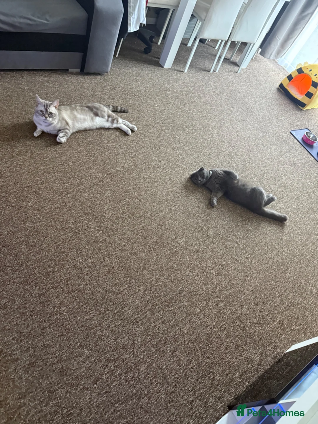 Scottish Fold cats for sale: 5 Beautiful Scottish Fold & straight Kittens - Advert 18