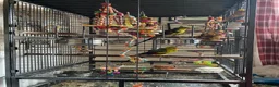 Parrots birds for sale: Regal ,rock pebbler parrots in Rotherham - Advert 14