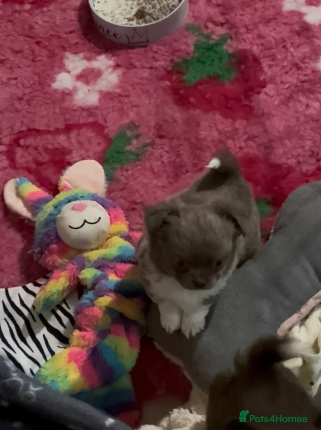 Chihuahua dogs for sale: One gorgeous long coat boy - Advert 2