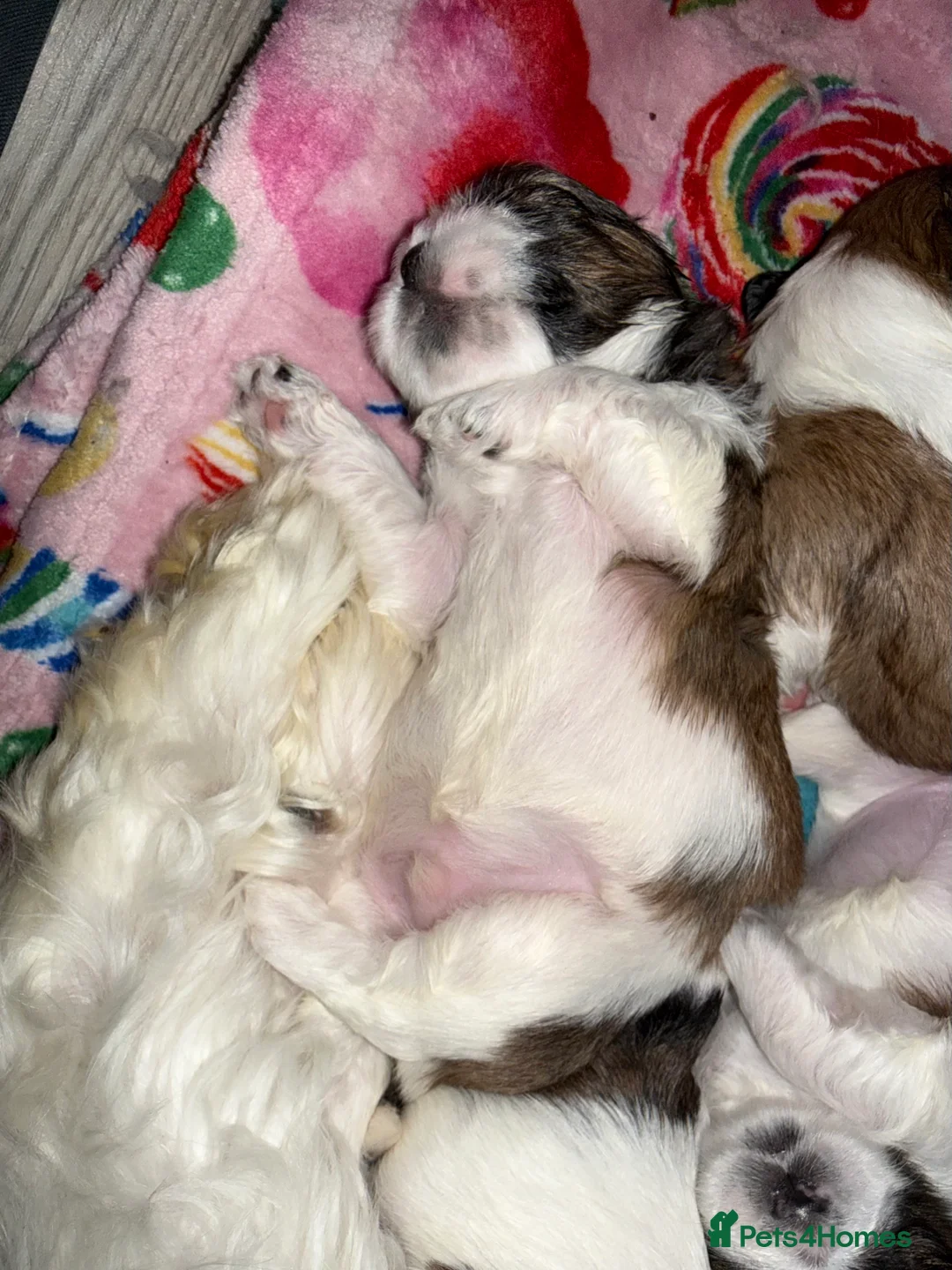 Shih Tzu dogs for sale: Shih Tzu puppies - Advert 21