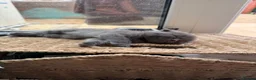 Ragdoll cats for sale: Ragdoll/scottish fold - Advert 14