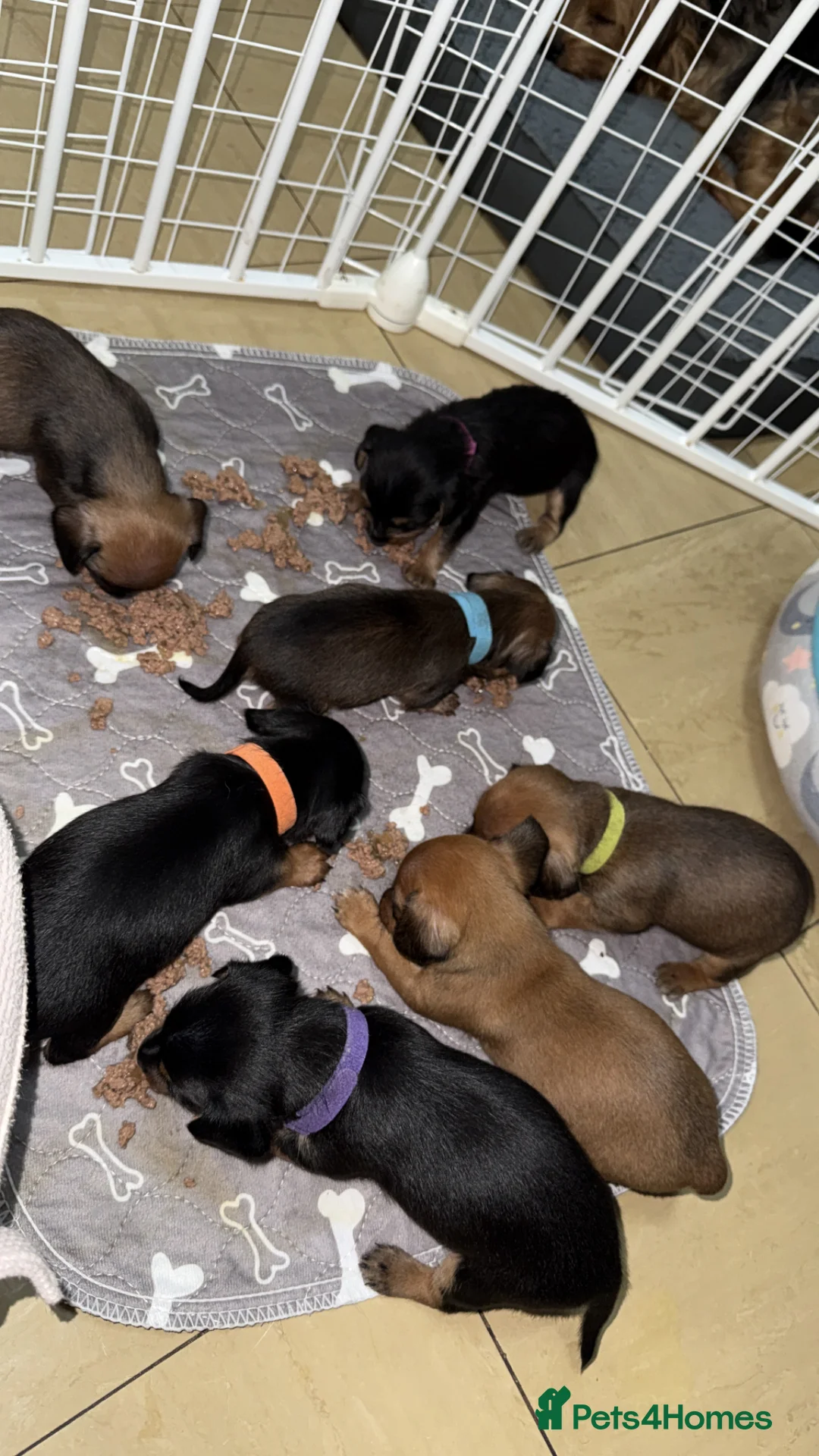 Mixed Breed dogs for sale: Dorkie (dachshund x Yorkie) pups beautiful pups🐾 in Borehamwood - Advert 2