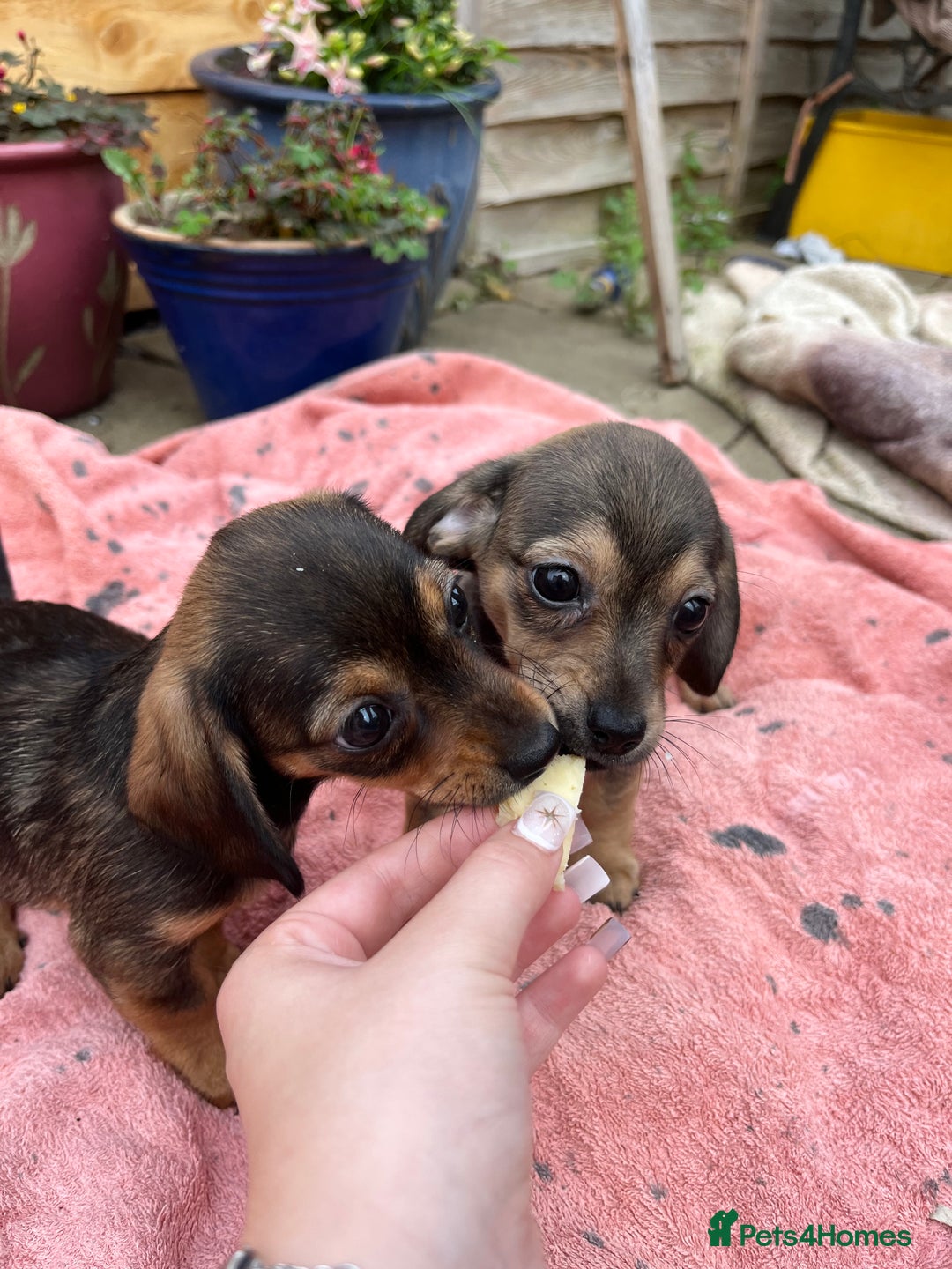 Chiweenie dogs for sale: Beautiful dachshund/ chihuahua puppies  - Image 8