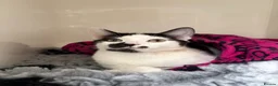 Mixed Breed cats for sale: Rehoming Diva 🖤 in Smethwick - Advert 1